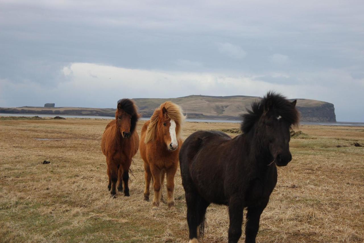 Prestshus 2 Guesthouse Vík Dış mekan fotoğraf